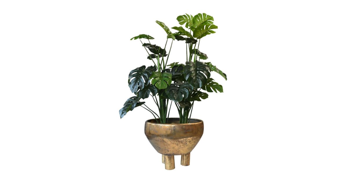 Tumbnail Monstera